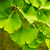 Ginkgo biloba - Hypertolife Composition